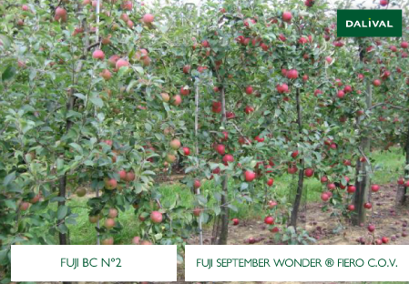 Apple - Apple tree - Dalival - FUJI SEPTEMBER WONDER FIERO