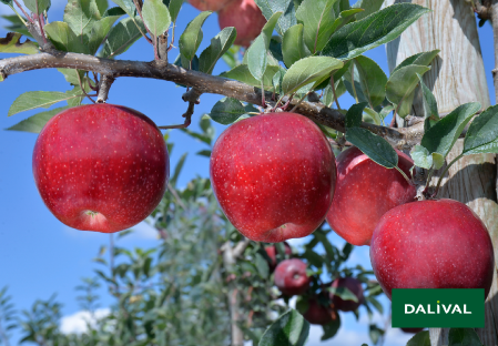 Variete pomme pommier Dalival GALA ALPIGALA