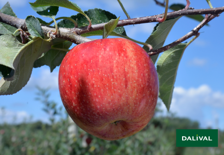 Variete pomme pommier Dalival BROOKFIELD BAIGENT