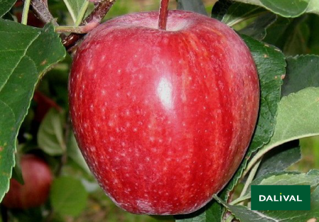 Variete pomme pommier Dalival BROOKFIELD BAIGENT