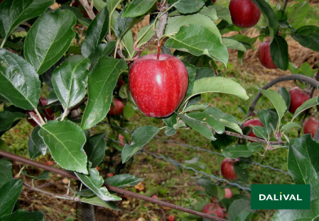 Variete pomme pommier Dalival BROOKFIELD BAIGENT