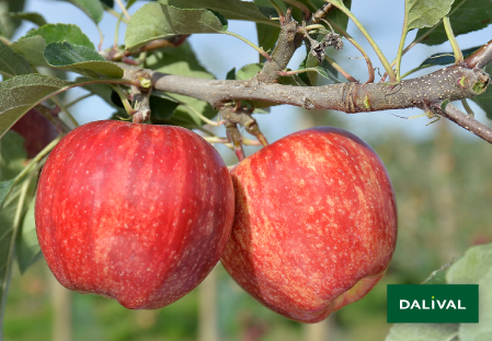 Variete pomme pommier Dalival BROOKFIELD BAIGENT