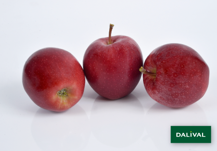 Apple - Apple tree - Dalival -  BUCKEYE GALA SIMMONS