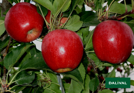 Variete pomme pommier Dalival BUCKEYE GALA SIMMONS