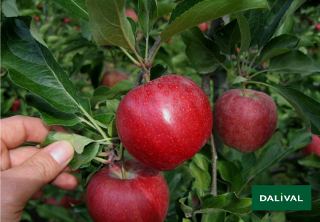 Variete pomme pommier Dalival BUCKEYE GALA SIMMONS