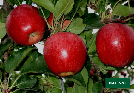 Apple - Apple tree - Dalival -  BUCKEYE GALA SIMMONS