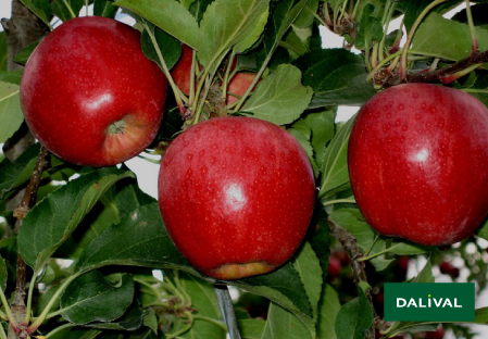 Variete pomme pommier Dalival BUCKEYE GALA SIMMONS