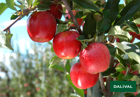 Apple - Apple tree - Dalival -  BUCKEYE GALA SIMMONS