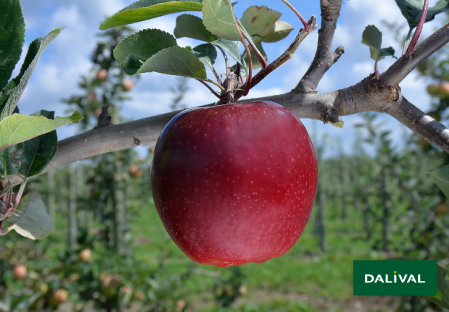 Apple - Apple tree - Dalival -  GALA DEVIL