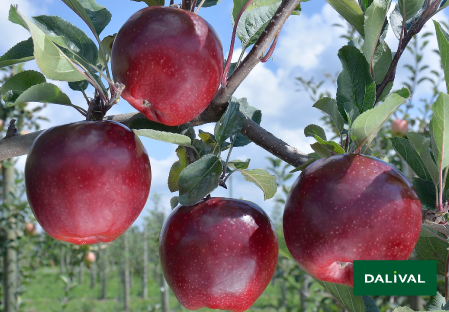 Apple - Apple tree - Dalival -  GALA DEVIL
