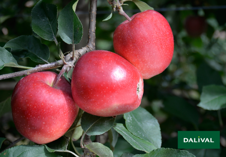 Variete pomme pommier Dalival GALA GALAVAL