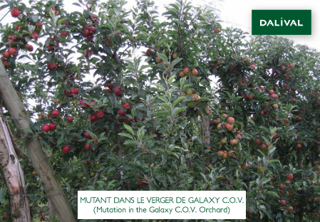 Apple - Apple tree - Dalival - GALA GALAVAL