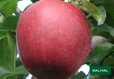 Apple - Apple tree - Dalival - GALA GALAVAL