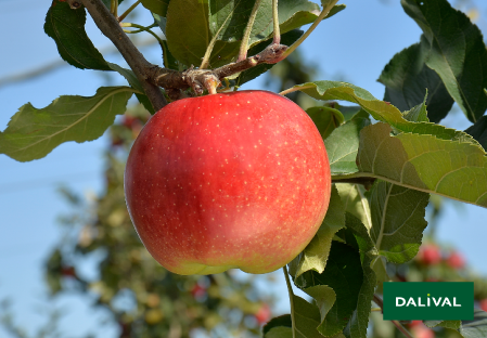 Variete pomme pommier Dalival GALIWA CH101