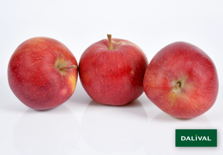 Apple - Apple tree - Dalival - GALIWA CH101