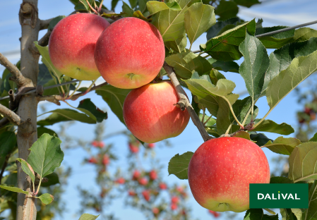 Variete pomme pommier Dalival GALIWA CH101