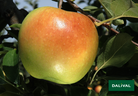 Variete pomme pommier Dalival GOLDEN DELICIOUS LERATESS