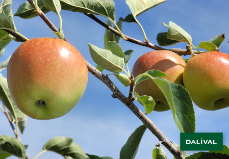 Variete pomme pommier Dalival GOLDEN DELICIOUS LERATESS