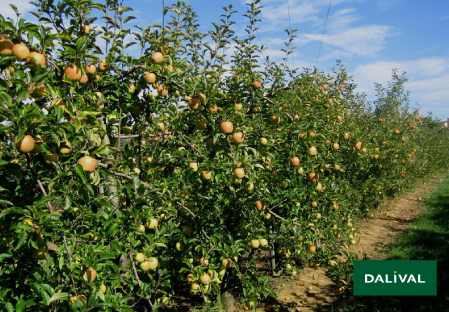 Variete pomme pommier Dalival GOLDEN DELICIOUS LERATESS