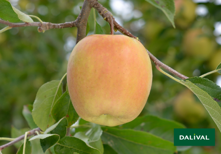 Variete pomme pommier Dalival GOLDEN DELICIOUS LERATESS