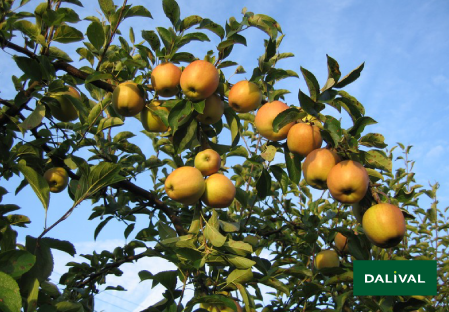 Variete pomme pommier Dalival GOLDEN DELICIOUS LERATESS