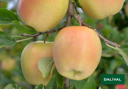 Variete pomme pommier Dalival GOLDEN DELICIOUS LERATESS