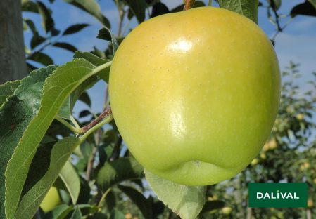 Variete pomme pommier Dalival GOLDEN DELICIOUS REINDERS