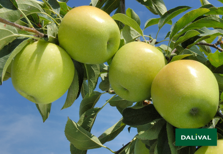 Variete pomme pommier Dalival GOLDEN DELICIOUS REINDERS