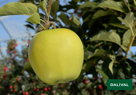 Variete pomme pommier Dalival GOLDEN DELICIOUS REINDERS