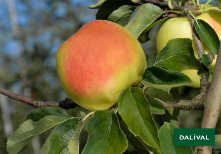 Variete pomme pommier Dalival GOLDEN ORANGE