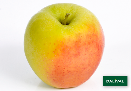 Apple - Apple tree - Dalival - GOLDEN ORANGE