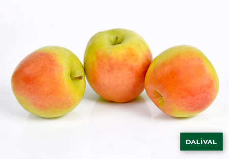 Apple - Apple tree - Dalival - GOLDEN ORANGE