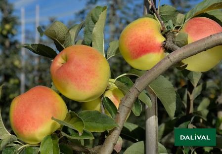 Apfel -Apfelbaum - Dalival - GOLDEN ORANGE