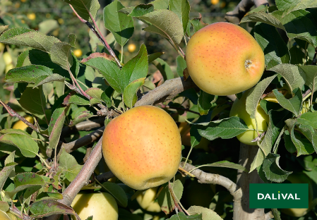 Apple - Apple tree - Dalival - GOLDRUSH DELISDOR COOP 38