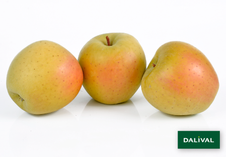 Variete pomme pommier Dalival GOLDRUSH DELISDOR COOP 38