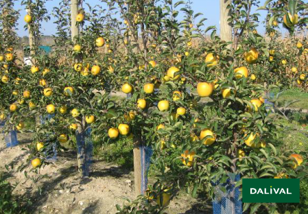 Apple - Apple tree - Dalival - GOLDRUSH DELISDOR COOP 38