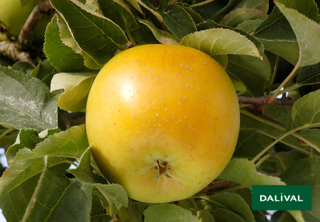 Apple - Apple tree - Dalival - GOLDRUSH DELISDOR COOP 38