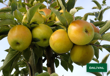 Apple - Apple tree - Dalival - GOLDRUSH DELISDOR COOP 38