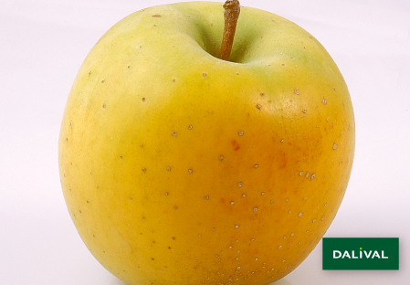 Variete pomme pommier Dalival GOLDRUSH DELISDOR COOP 38