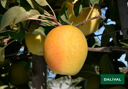 Apple - Apple tree - Dalival - GOLDRUSH DELISDOR COOP 38
