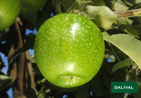 Variete pomme pommier Dalival GRANNY SMITH CHALLENGER DALIVAIR