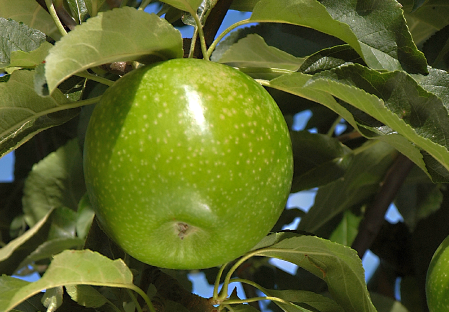 Variedad - Manzana - Manzano - Dalival - GRANNY SMITH CHALLENGER DALIVAIR