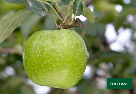 Variete pomme pommier Dalival GRANNY SMITH CHALLENGER DALIVAIR