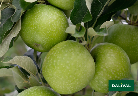 Variedad - Manzana - Manzano - Dalival - GRANNY SMITH CHALLENGER DALIVAIR