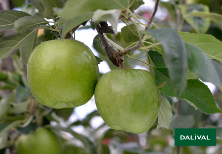Apple - Apple tree - Dalival - GRANNY SMITH