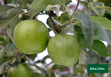 Variete pomme pommier Dalival GRANNY SMITH