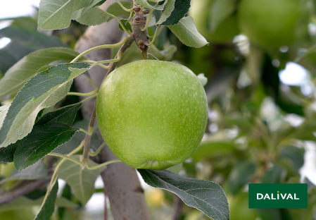 Apple - Apple tree - Dalival - GRANNY SMITH