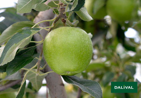 Variete pomme pommier Dalival GRANNY SMITH