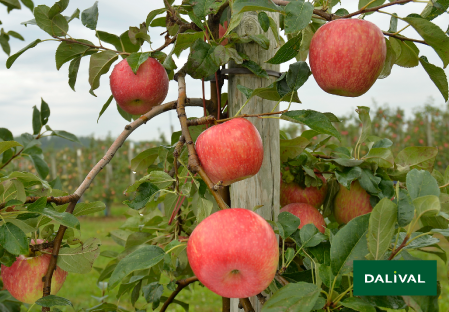 Variete pomme pommier Dalival HONEYCRUNCH HONEYCRISP COV