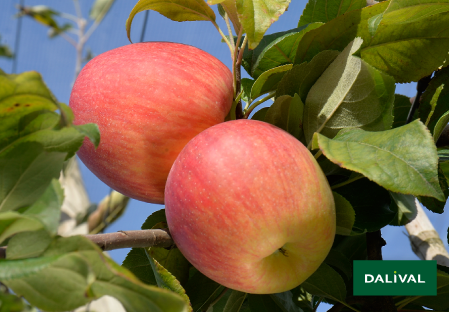 Apple - Apple tree - Dalival - HONEYCRUNCH HONEYCRISP COV